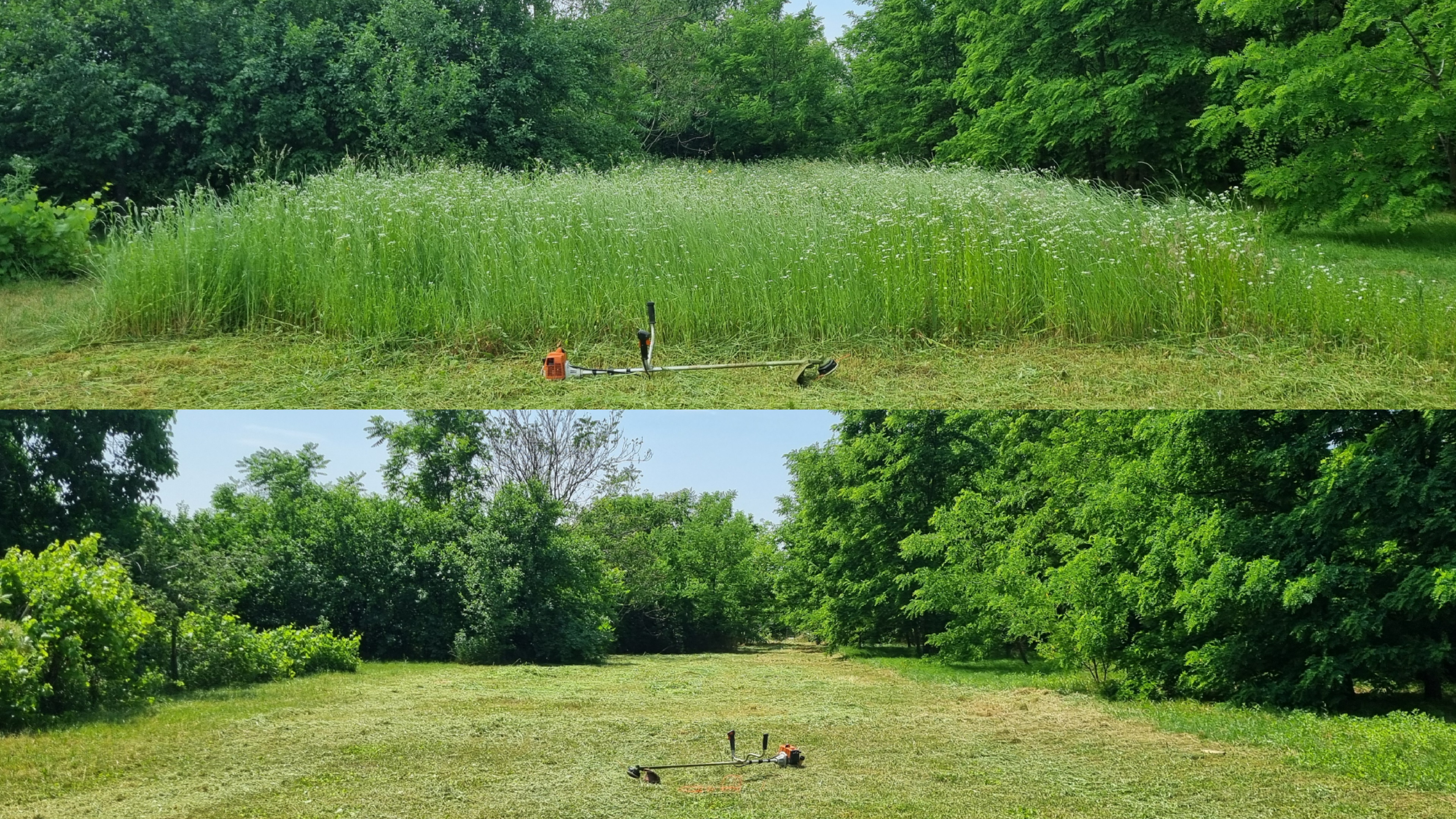 Grass